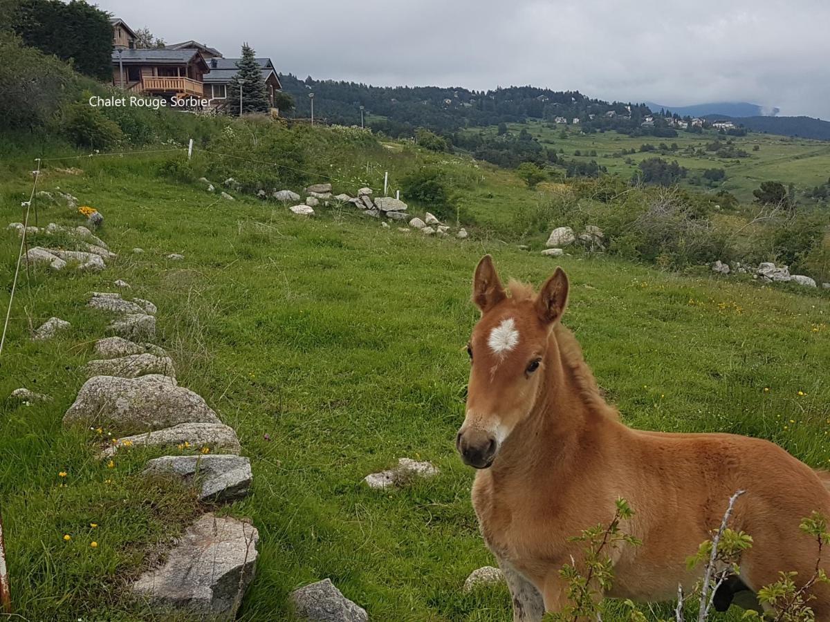 Appartement Chalet Rouge Sorbier à Font-Romeu-Odeillo-Via Extérieur photo